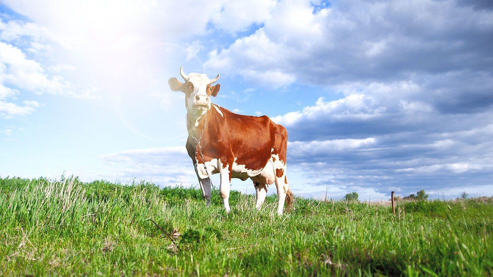 The Importance of Grass-Fed and Grass-Finished Tallow in Skincare