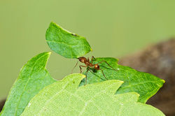 Leaf cutting ants husbandry