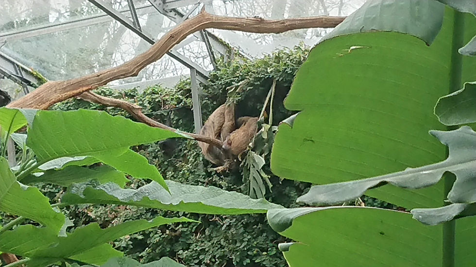 A sloth leisurely hangs from a branch amidst lush greenery in the tropical biome at Cotswold Wildlife Park.