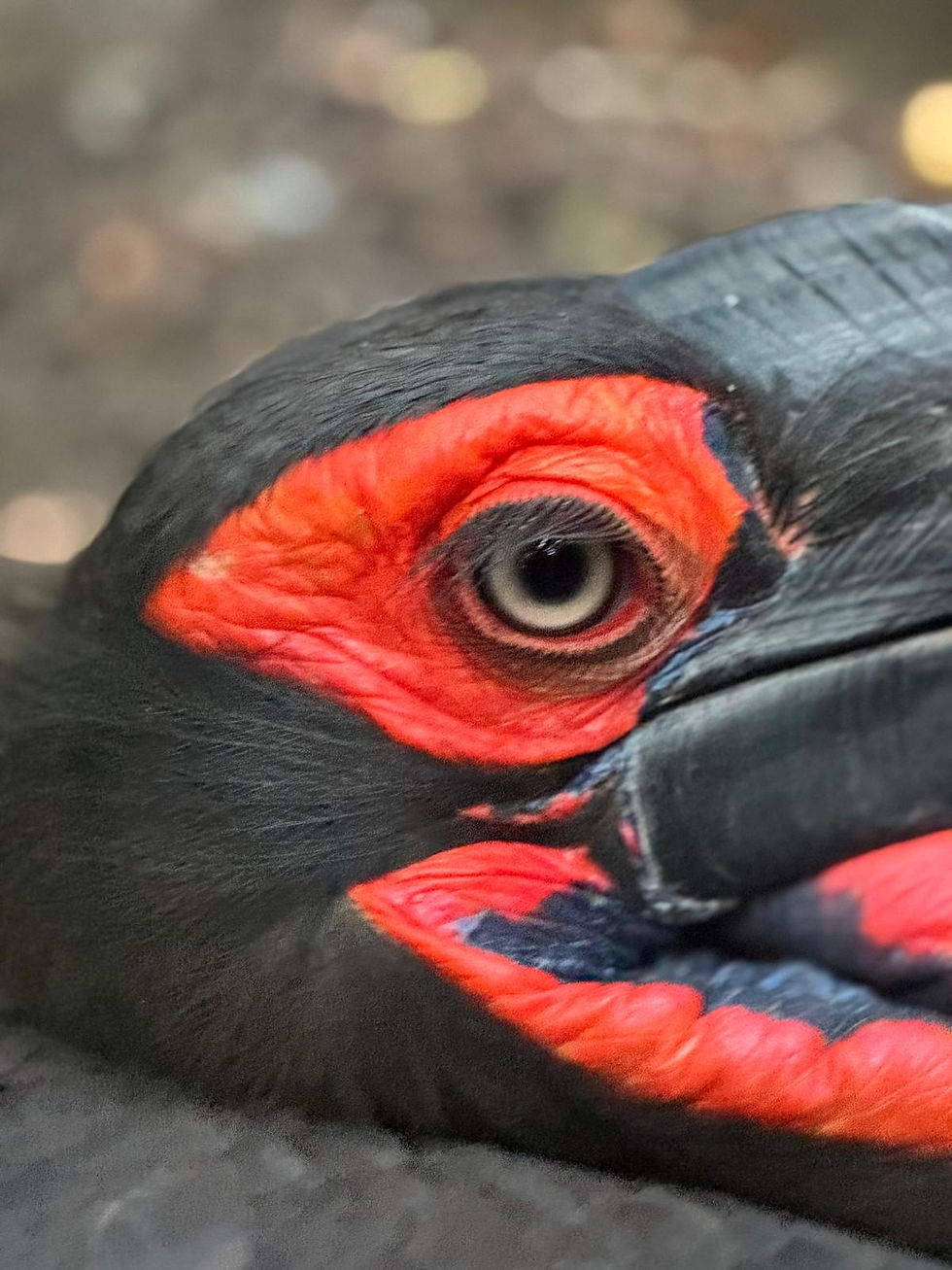 African ground hornbill (Bucorvus leadbeateri) photographed at Linton Zoo Conservation Park, Cambridgeshire