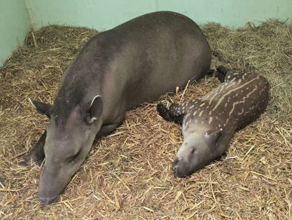 Celebrate Love Your Zoo Week 2026: Honoring Zoo Staff and Their Conservation Efforts