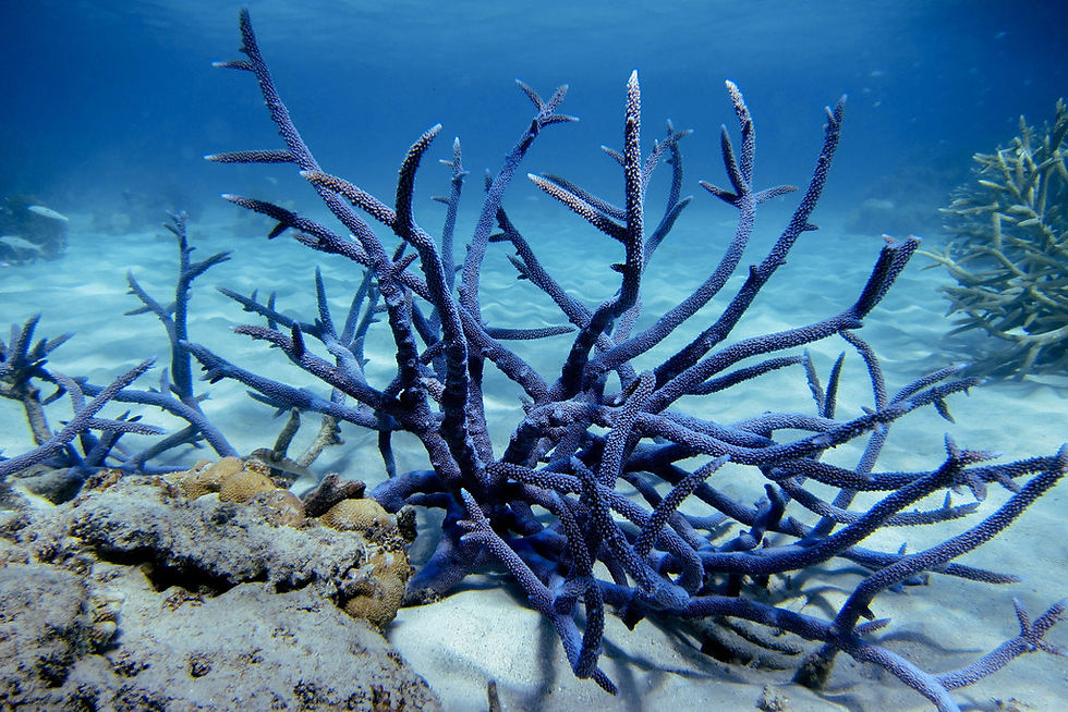 Fijuian Staghorn coral