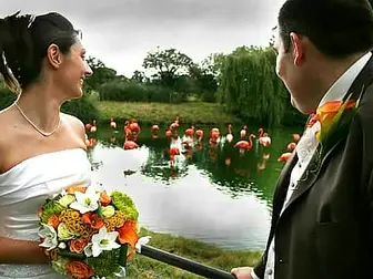 Flamingo at wedding ZSL