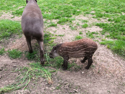 Brazilian Lowland Tapir - Barny Rubble at Linton Zoo.