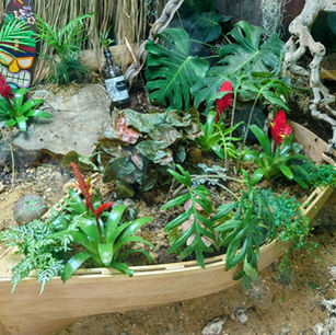 Small wooden boat used as a tropical plant planter