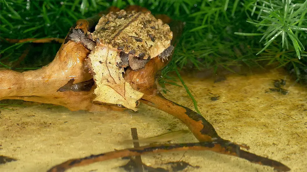 Camouflaged frog in a water filtration and life support system.