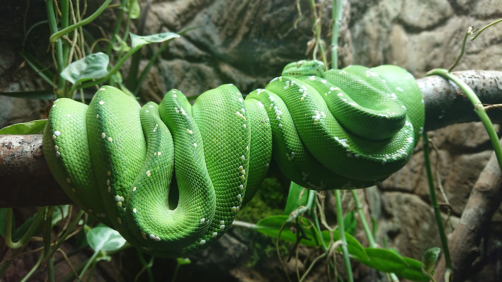 Herpetology is well recieved by the younger generation.