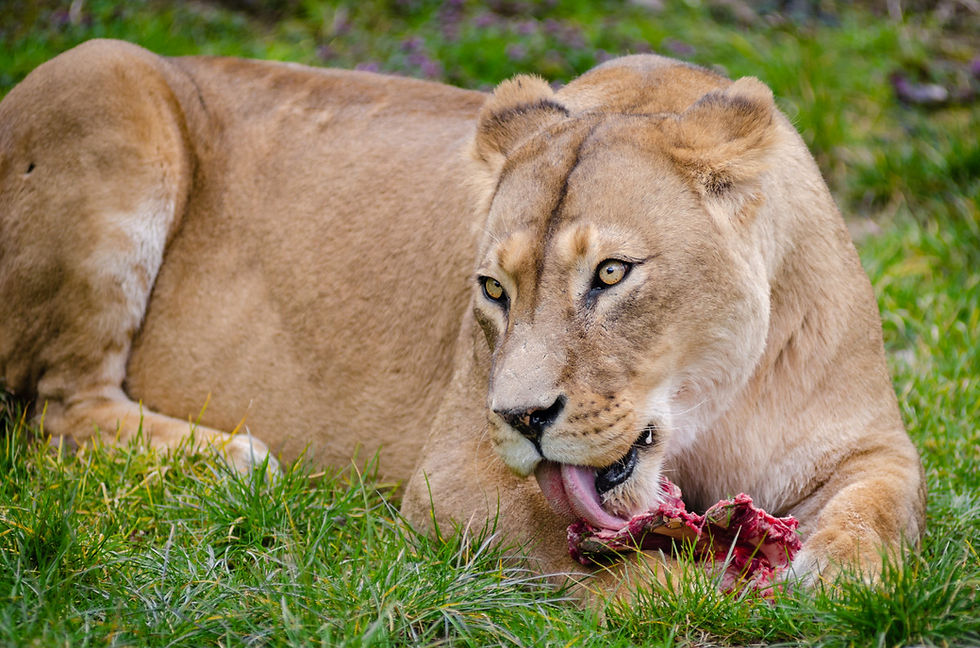 A majestic lioness enjoys her meal, her powerful gaze emphasizing her dominance in the wild.