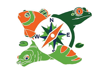 Fly river turtle and red eyed tree frog