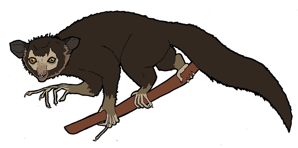 Top - Artists impression of Gerald Durrell (Caminals - Cameron Parkes) - Slide 2: Aye Aye and I - A nocturnal prosimian from Madagascar Gerald Durrell was actively involved in conservation efforts - Handdrawn artwork Kindly shared by Caminals (Cameron Parkes)