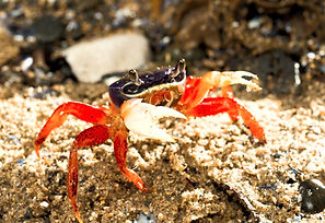 Rainbow crab
