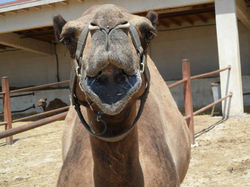 Camel - Cyprus