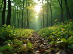 Support Environmental Conservation in Appalachia Today