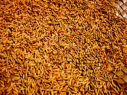 Bario Rice