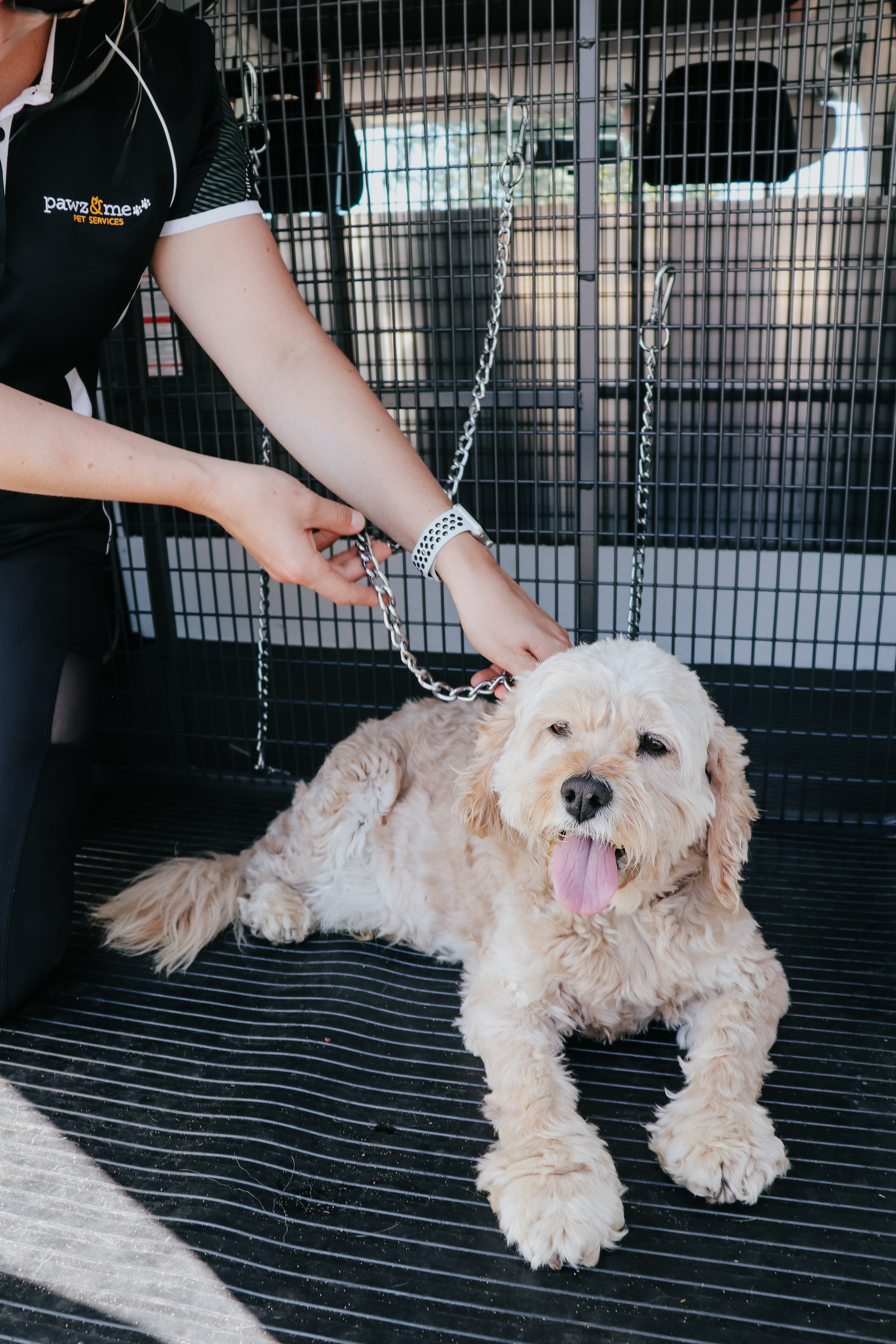 Premium Pet Services Pawz & Me Camden Macarthur