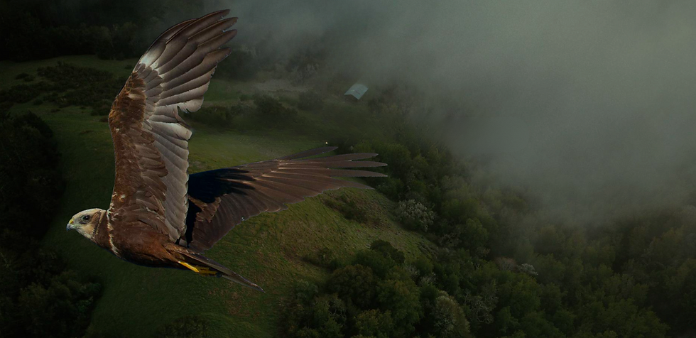 Hawkridge Hawk Shot - Edited - Edited.png