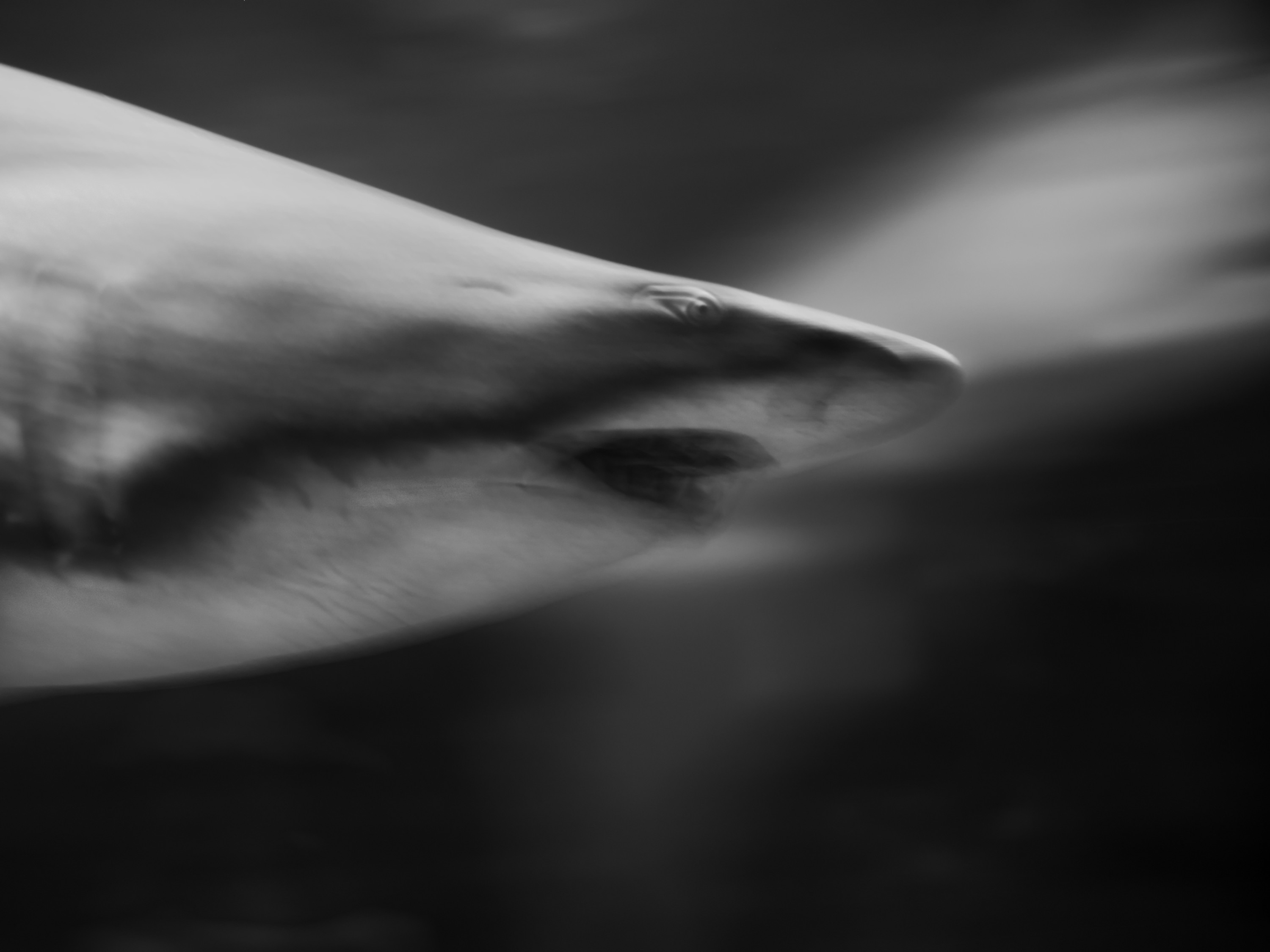 Carcharias taurus