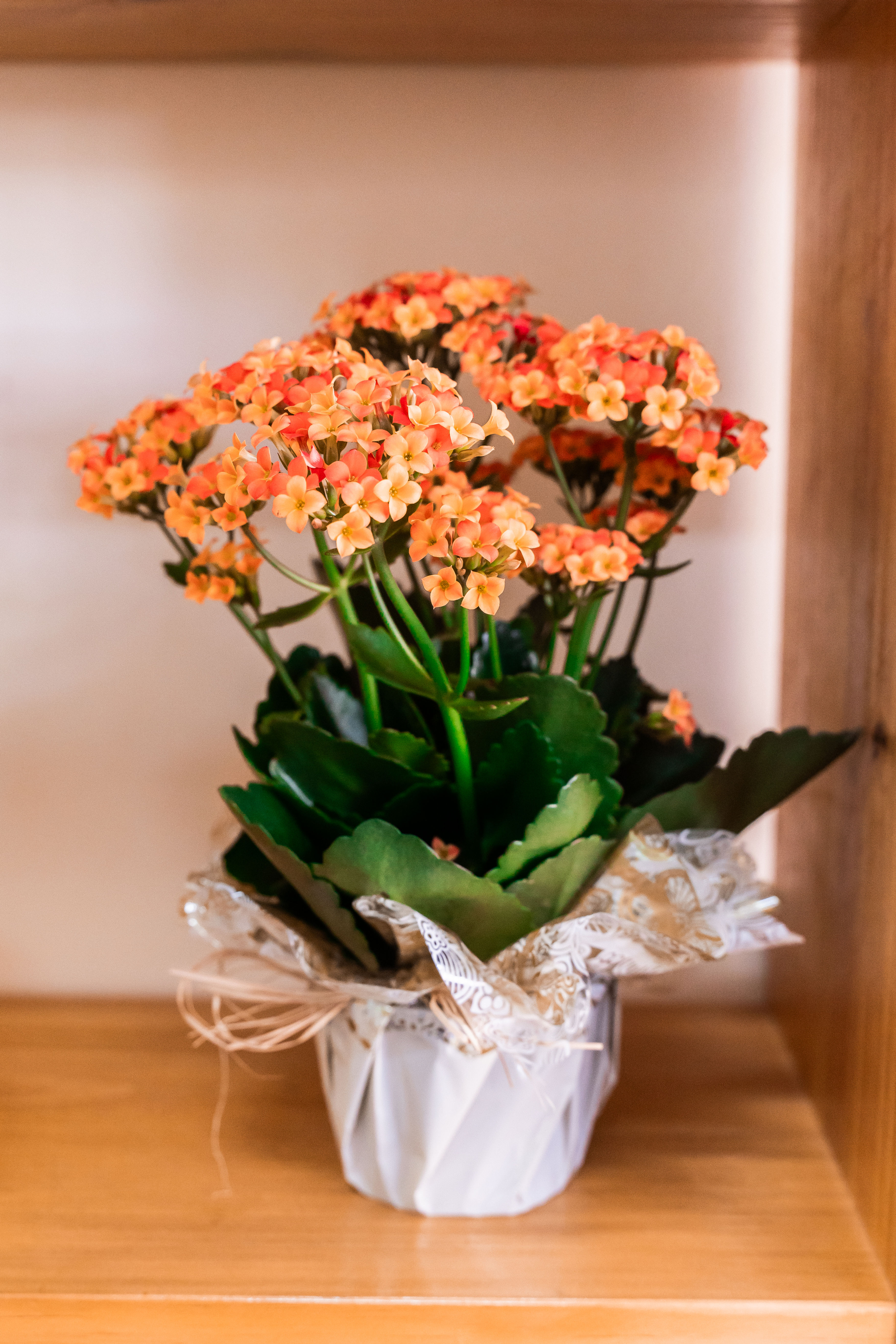 Vaso Mini Kalanchoe Laranja