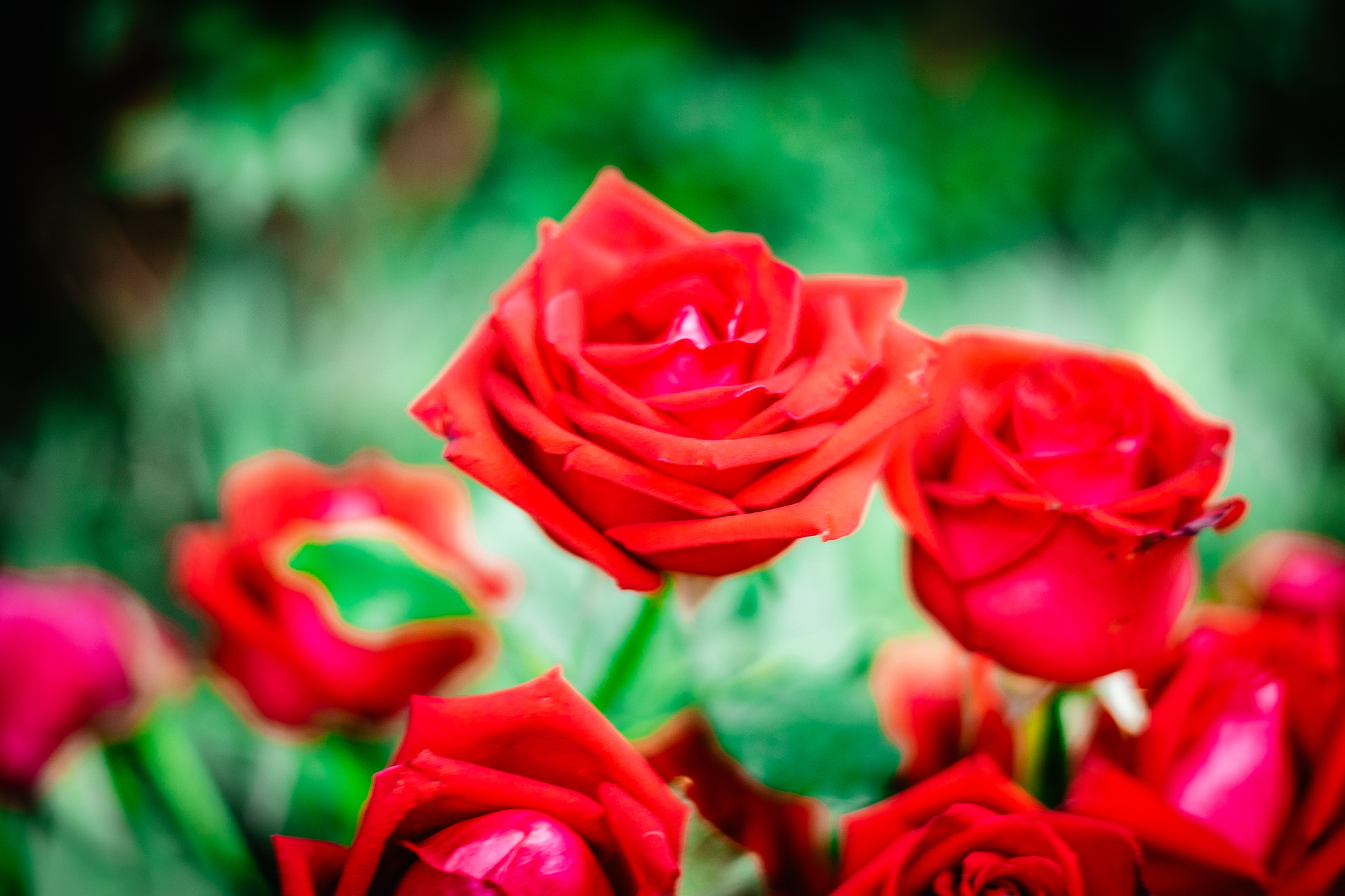 Rosa (Un.)