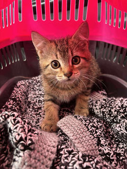 517159800_1731547260832577_7063702214519222348_n