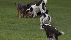 Students share rewards, challenges of being dog owners