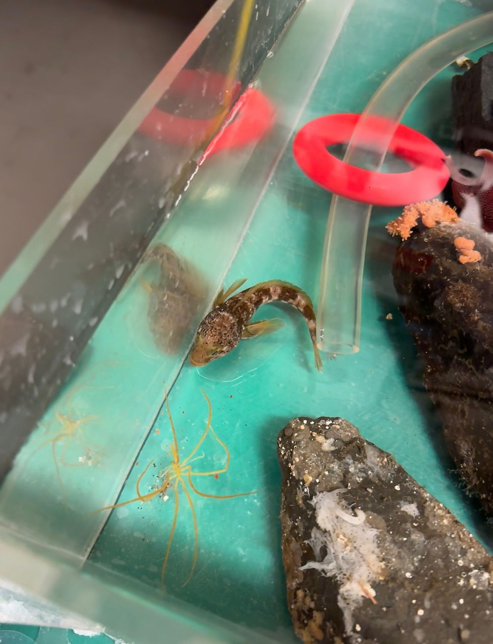 A fish belonging to the class Actinopterygii and a sea spider from the Pycnogonida class.
