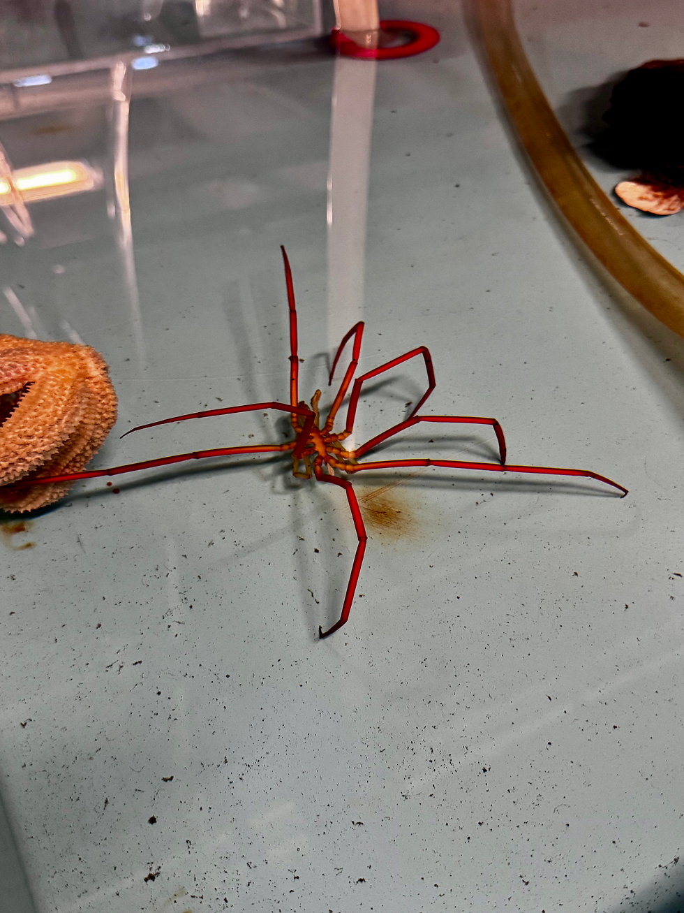 Honorable mention to this giant sea spider, which is too big to fit in the touch tank and has to be kept in a larger one. We still love you, Spidey!
