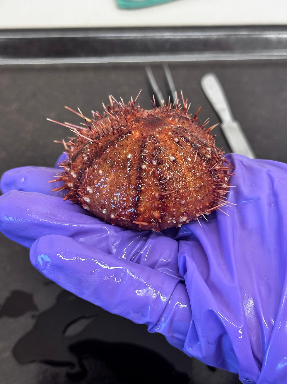 One of the Sterechinus neumayeri (sea urchin) specimens we collected. You can see some of its spines on the outside of the shell.