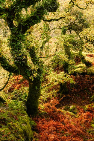 Moss-covered gnarled trees in Dewerstone forest