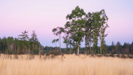 Sunday 27th February - Wareham Forest