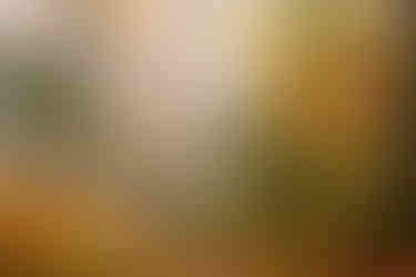 The only local colour I managed to capture in the fog this year