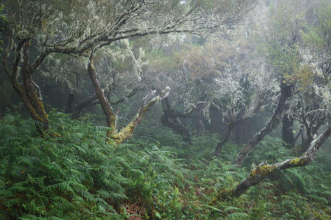 Foggy laurel forest with ferns in Madeira