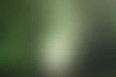 I had no fog for several weeks so this shoot was memorable as it finally returned...