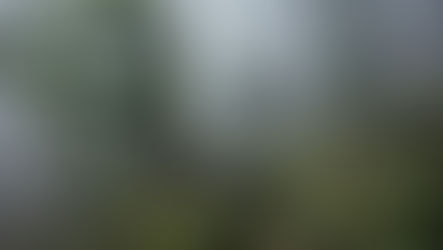 A foggy image of a Dartmoor Woodland, with twisty trees and lots of mood