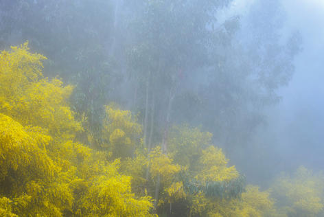 Yellow gorse bushes blooming in a misty Madeira forest.