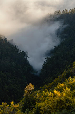 Mist rolling through a lush green mountain valley in Madeira.