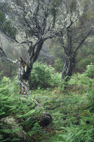 Ancient twisted trees in a misty Madeira laurel forest.