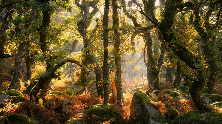 A classic dartmoor woodland with strong front light and form. Atmospheric and award winning