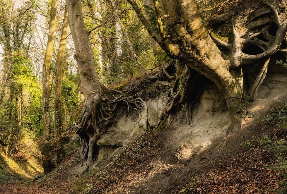 Early Spring in Erlestoke Woods