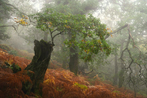 Misty woodland with green sapling growing from old stump