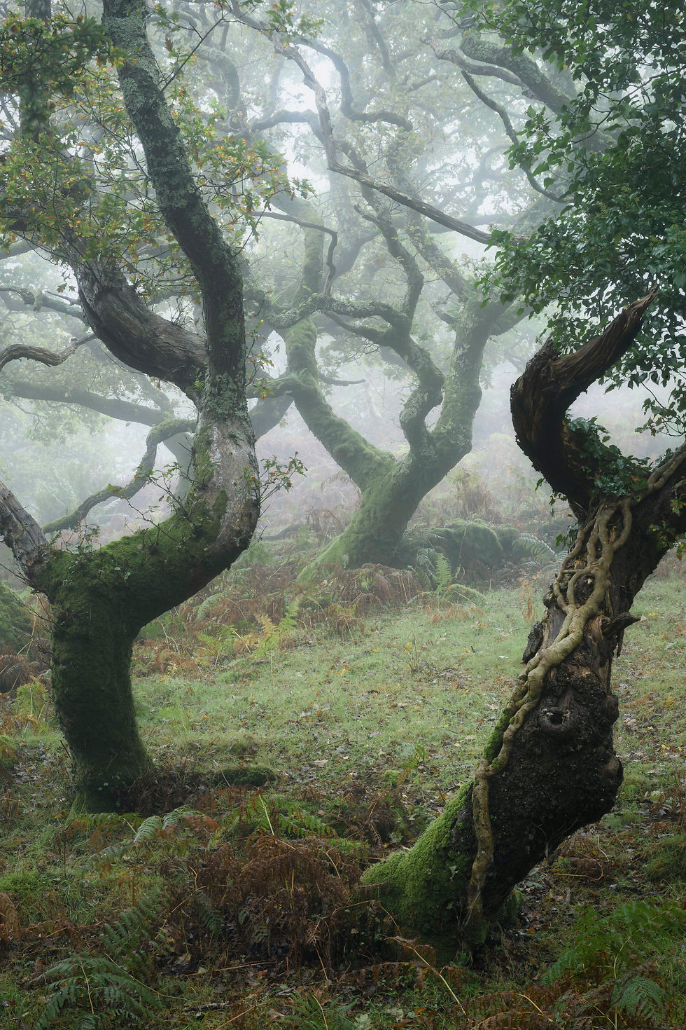 Twisted trees in a misty forest, covered in moss and ferns. The background is foggy, creating a mysterious and serene atmosphere.