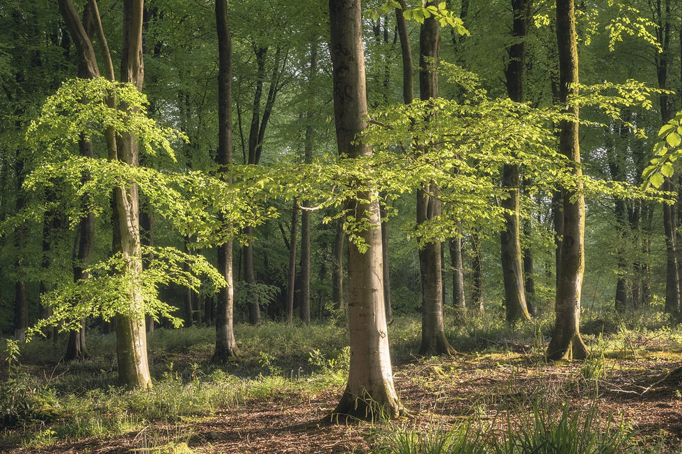 Beech woodland in Spring