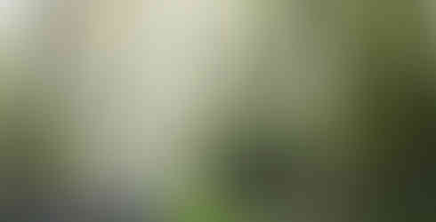 A Bluebell woodland in mist and fog, calm, colourful and serene