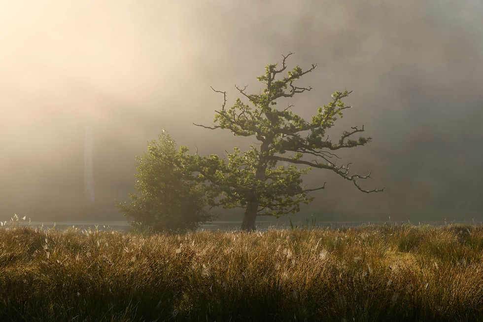 Misty morning scene with two trees, one lush and one bare, in a grassy field. Soft light creates a tranquil and serene atmosphere.