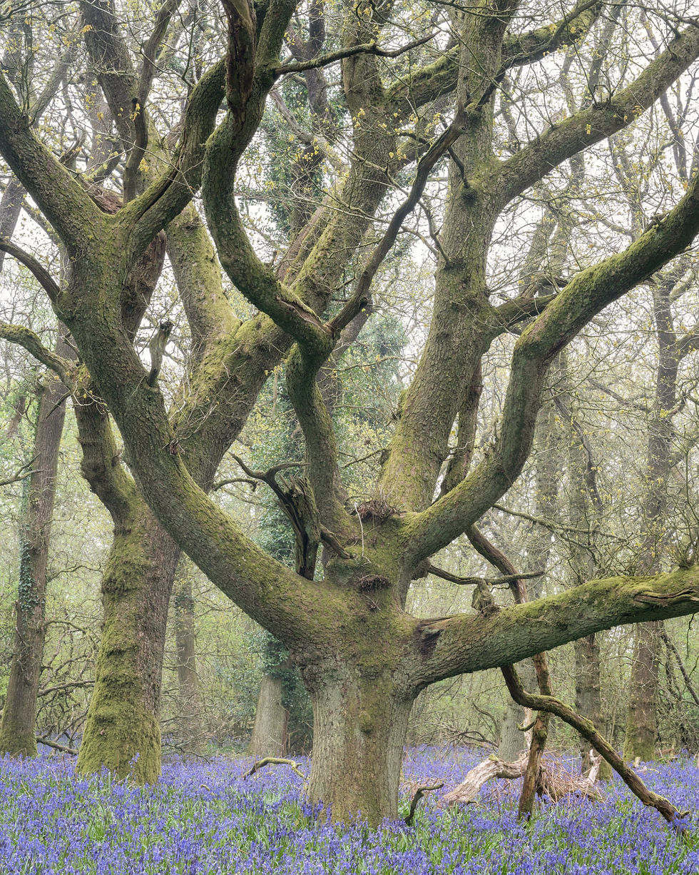Wiltshire woodlands in Spring