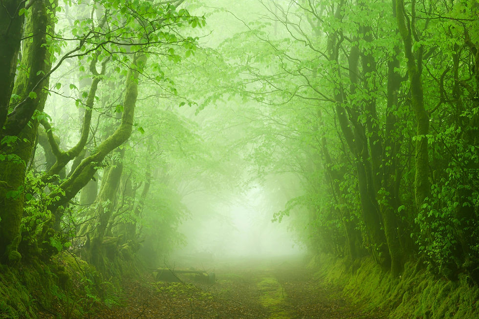 The thick fog was interacting with the spring leaves in such a way the whole atmosphere gave off a lime green glow - memorable to witness and a real pleasure to try and photograph!