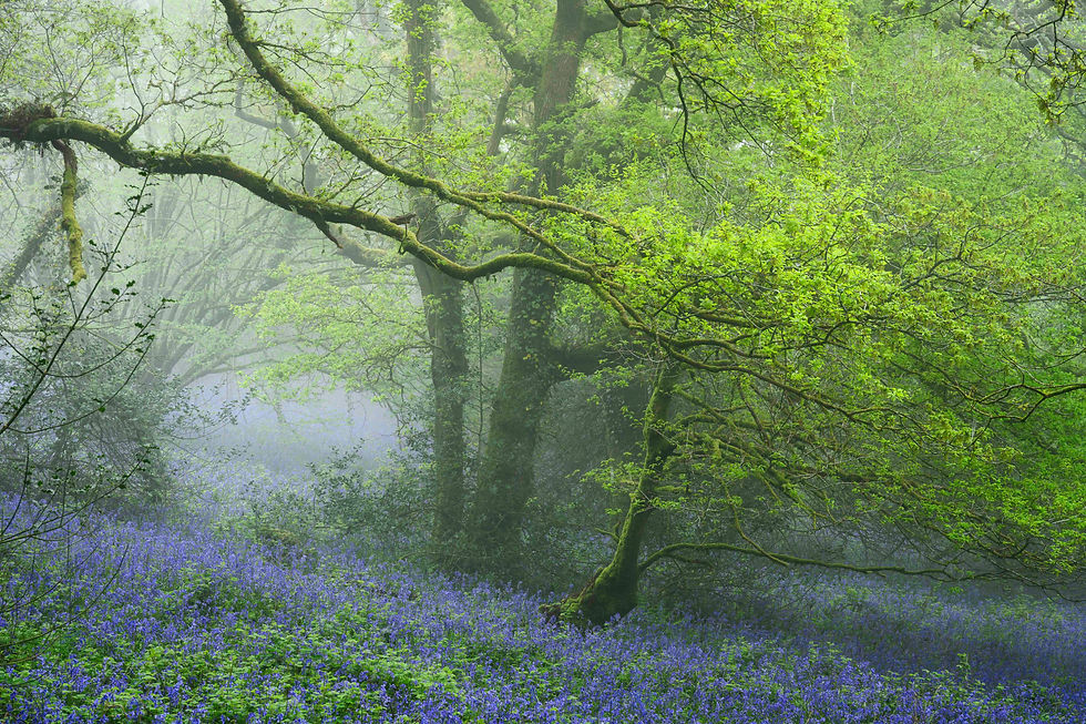 Lush green trees with sprawling branches over a misty forest floor carpeted in purple bluebells. Peaceful and serene atmosphere.