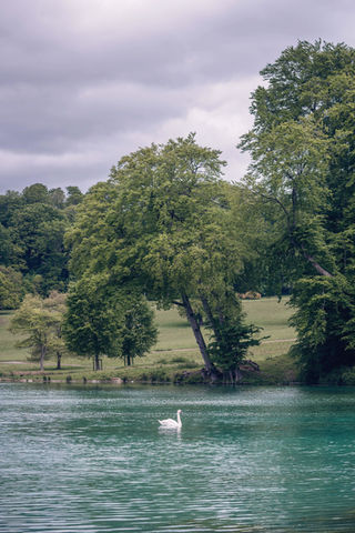 Swan lake