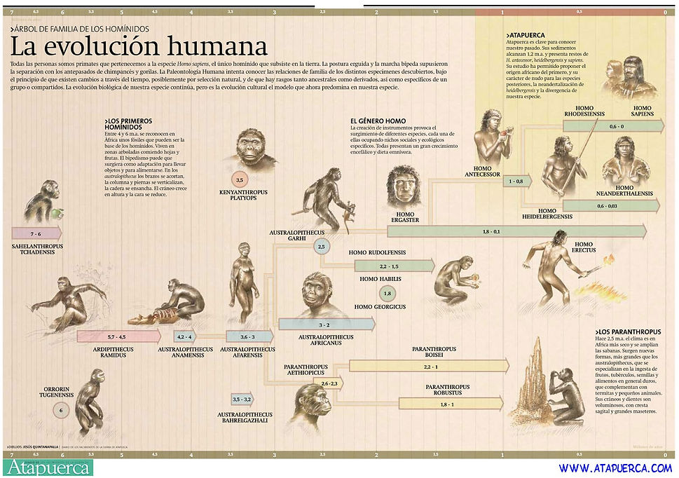 evolucion-humana-atapuerca.jpg