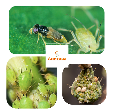 Aphelinus abdominalis